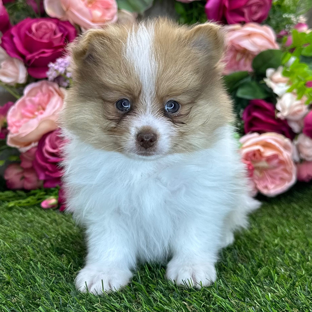 Pomeranian Puppy Ace